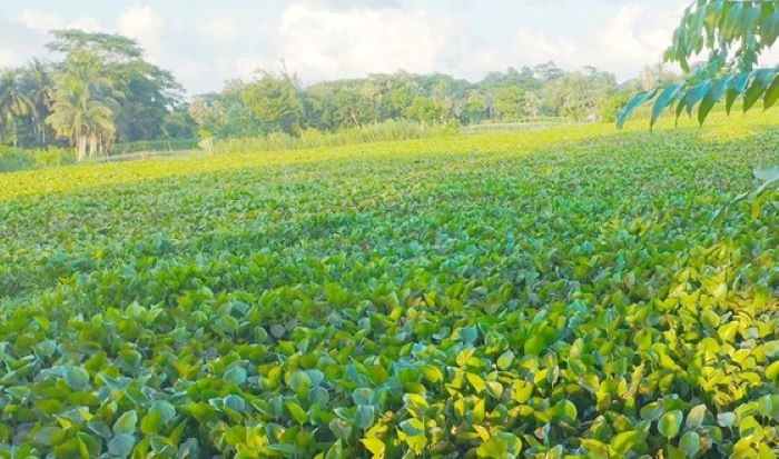 বলেশ্বর নদী এখন মুমূর্ষু : কচুরিপানার স্তূপে থমকে গেছে কৃষি ও নৌযান চলাচল
